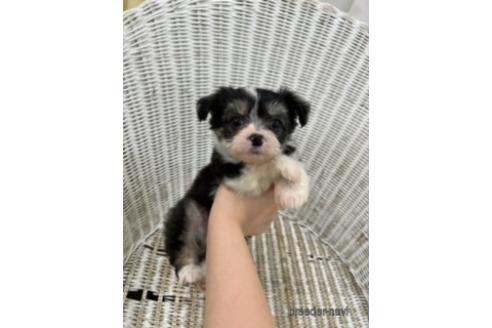 成約済の北海道のミックス犬-214276の2枚目